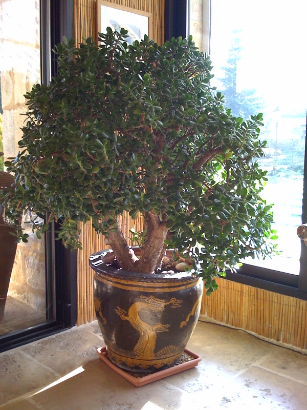 Money Plant - Crassula ovata. Beautiful and easy to care for.