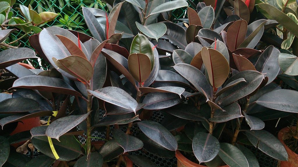 Rubber Plant - Ficus elastica. One of many easy care houseplants.