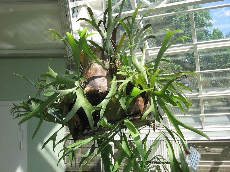 Staghorn Fern - Platycerium bifurcatum - looks great in a hanging basket