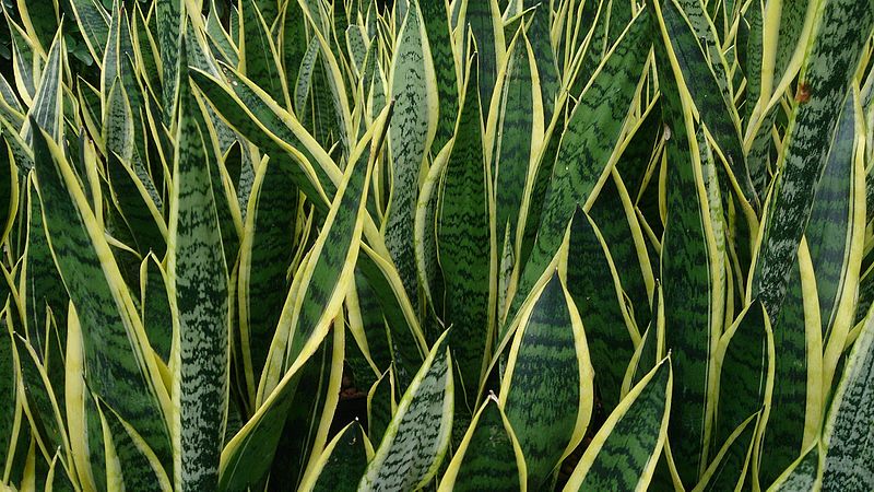 Mother-in-law's Tongue - Sansevieria trifasciata