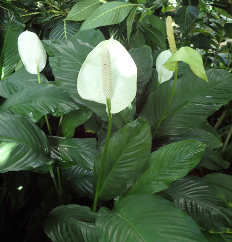 Peace Liliy - Spathiphyllum wallisii
