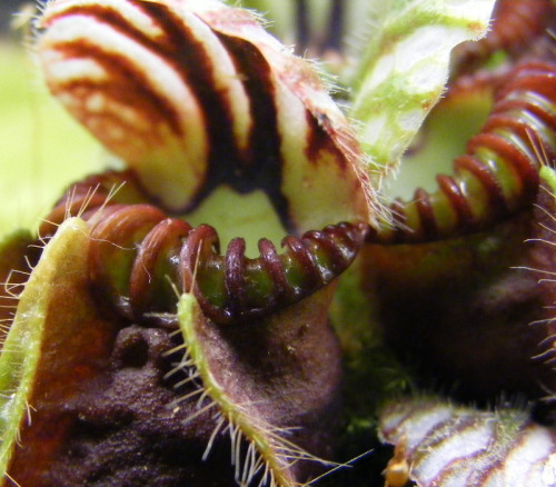 The Albany Pitcher Plant or Cephalotus follicularis