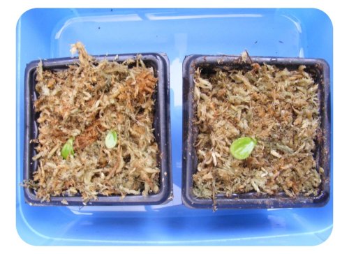 The leaf cuttings were placed on  broken long fibre sphagnum moss.
