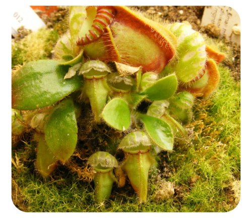 An adult plant of Cephalotus follicularis from which leaf cuttings were taken.