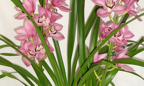 An essential 1-stop guide for growing Cymbidium orchids
