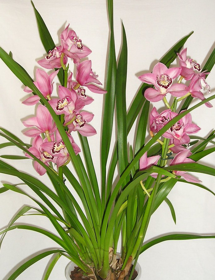 An Essential 1 Stop Guide For Growing Cymbidium Orchids Simply Indoor Gardens