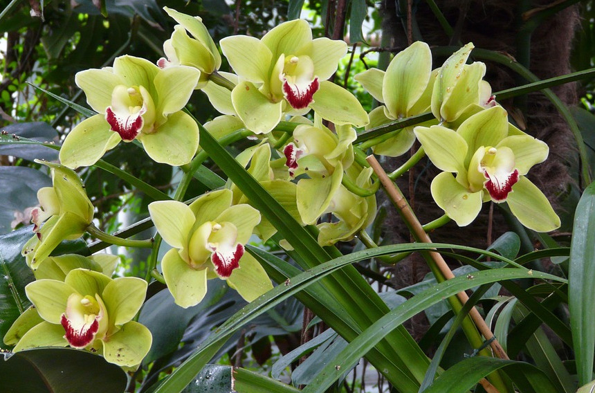 An Essential 1 Stop Guide For Growing Cymbidium Orchids Simply Indoor Gardens 