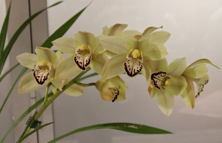 An Essential 1 Stop Guide For Growing Cymbidium Orchids Simply Indoor Gardens 