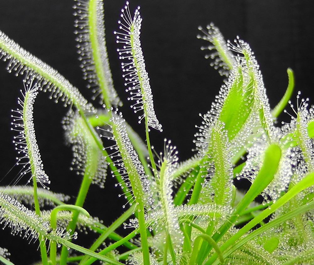 Drosera capensis Alba - a white flowered form of the Cape Sundew