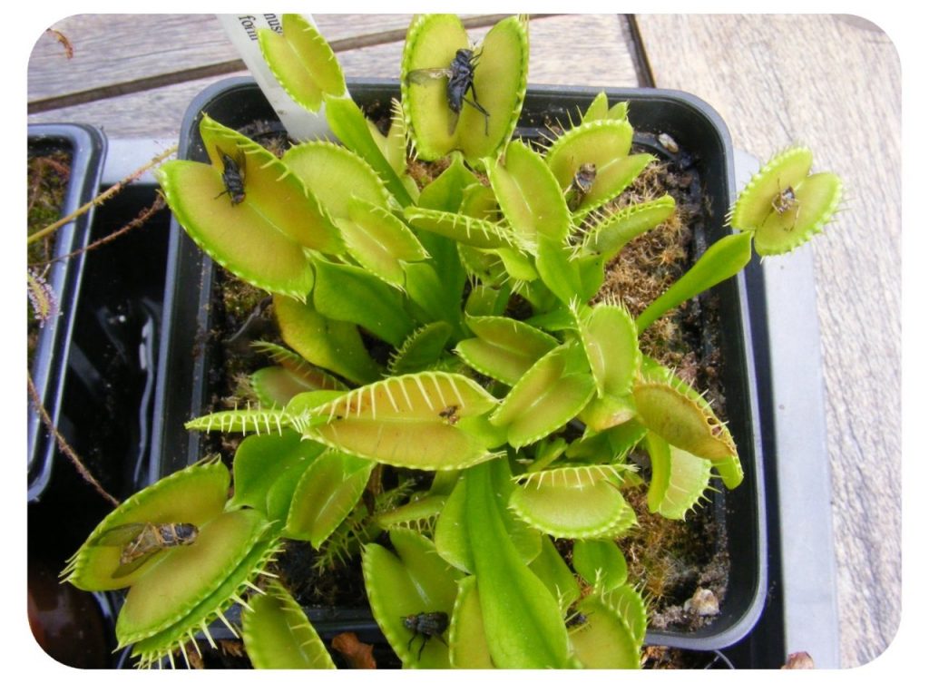 The Venus Fly Trap - Dionaea muscipula