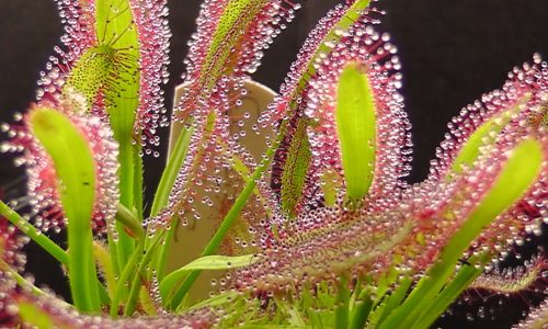 Carnivorous plants: 5 easy plants for beginners