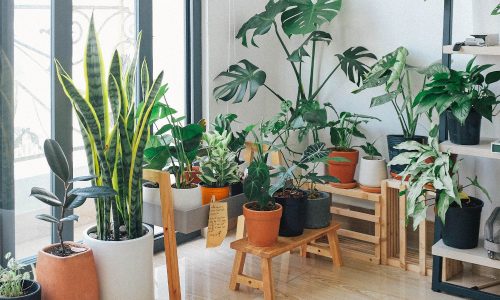 The best easy care houseplants