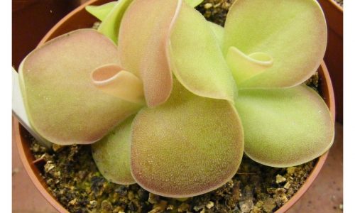 Pinguicula sethos x agnata: an excellent hybrid carnivorous butterwort