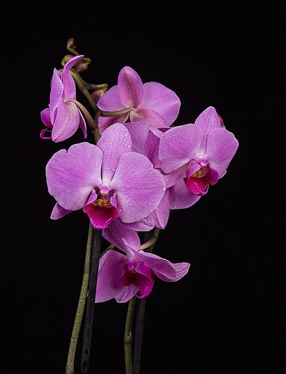 Phalaenopsis orchid bloom