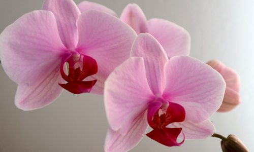 Growing beautiful Phalaenopsis orchids – a care guide
