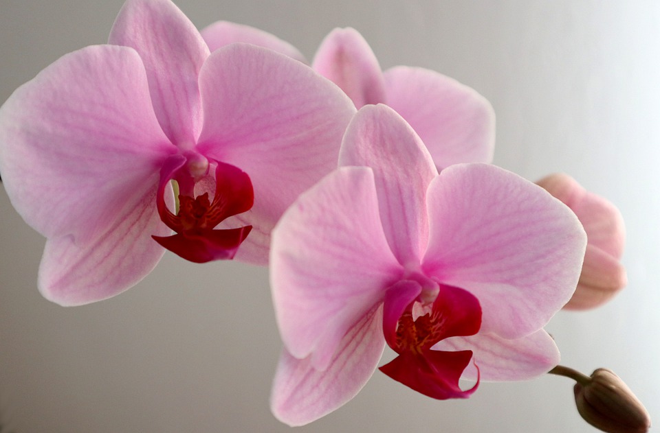 Phalaenopsis bloom