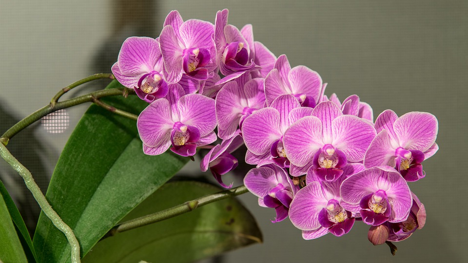 Phalaenopsis orchids bear multiple flowers over a long period.