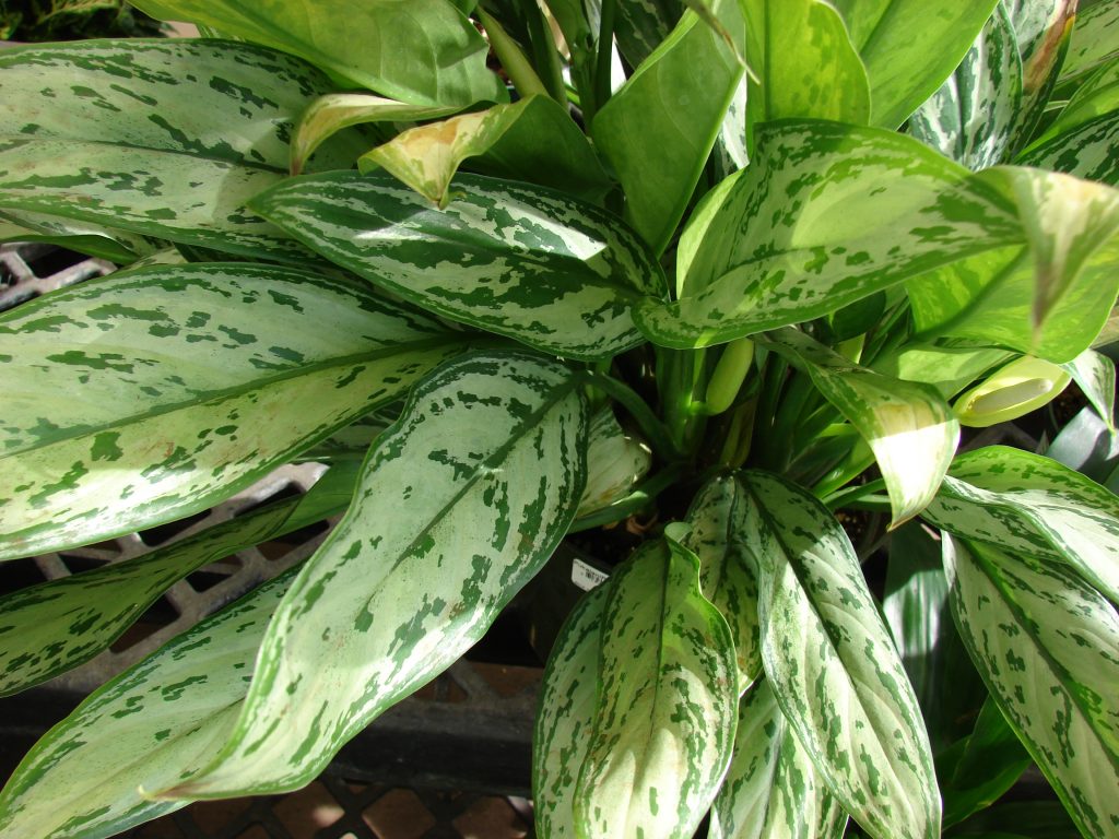Aglaomena are attractive houseplants that can tolerate low light conditions.