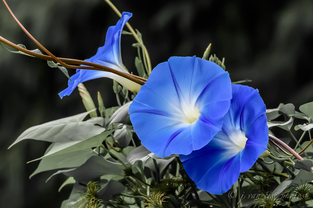 "morning glory ~ Huron River Watershed" by j van cise photos is licensed under CC BY 2.0