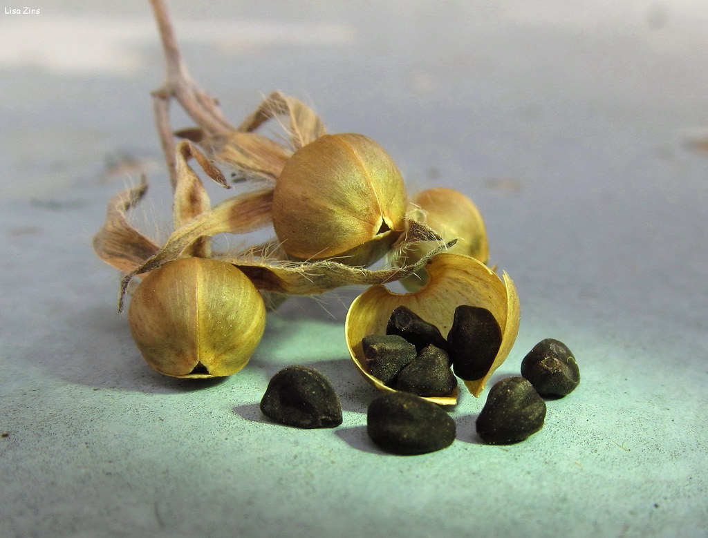 "Morning Glory Seeds" by Lisa Zins is licensed under CC BY 2.0