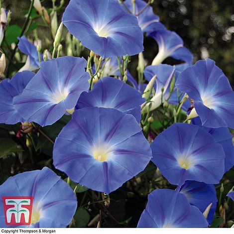 Ipomoea 'Heavenly Blue' flowers