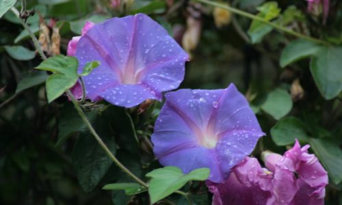 The best Morning Glory (Ipomoea)