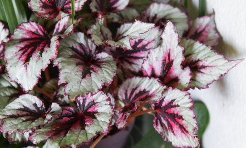 10 of the best houseplants for low light conditions