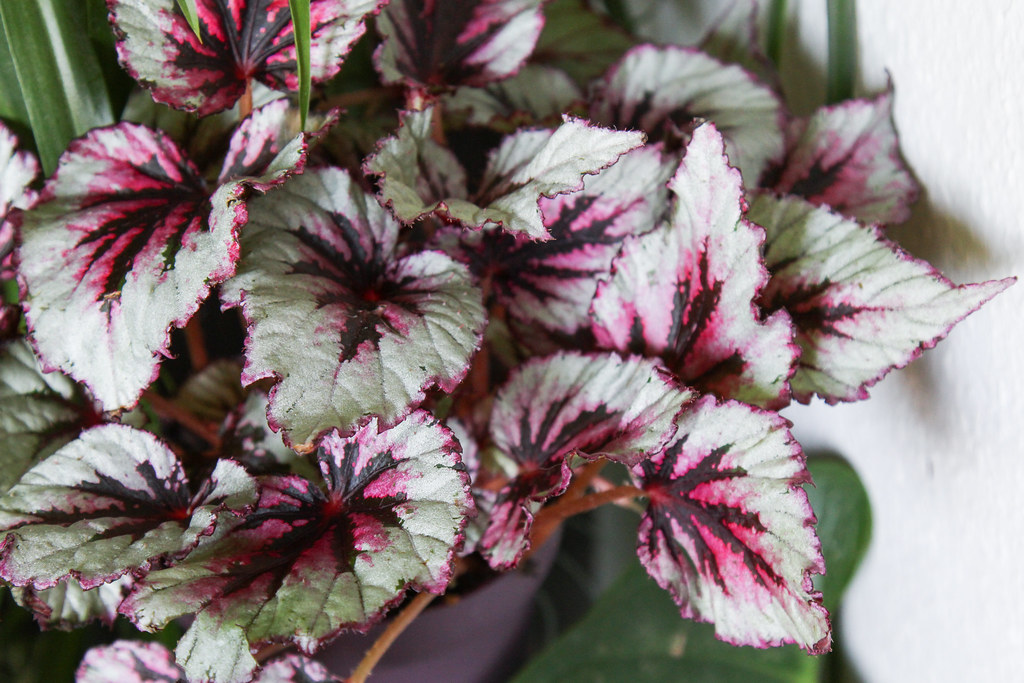 The beautifully marked leaves of Begonia rex, ideal for low light conditions