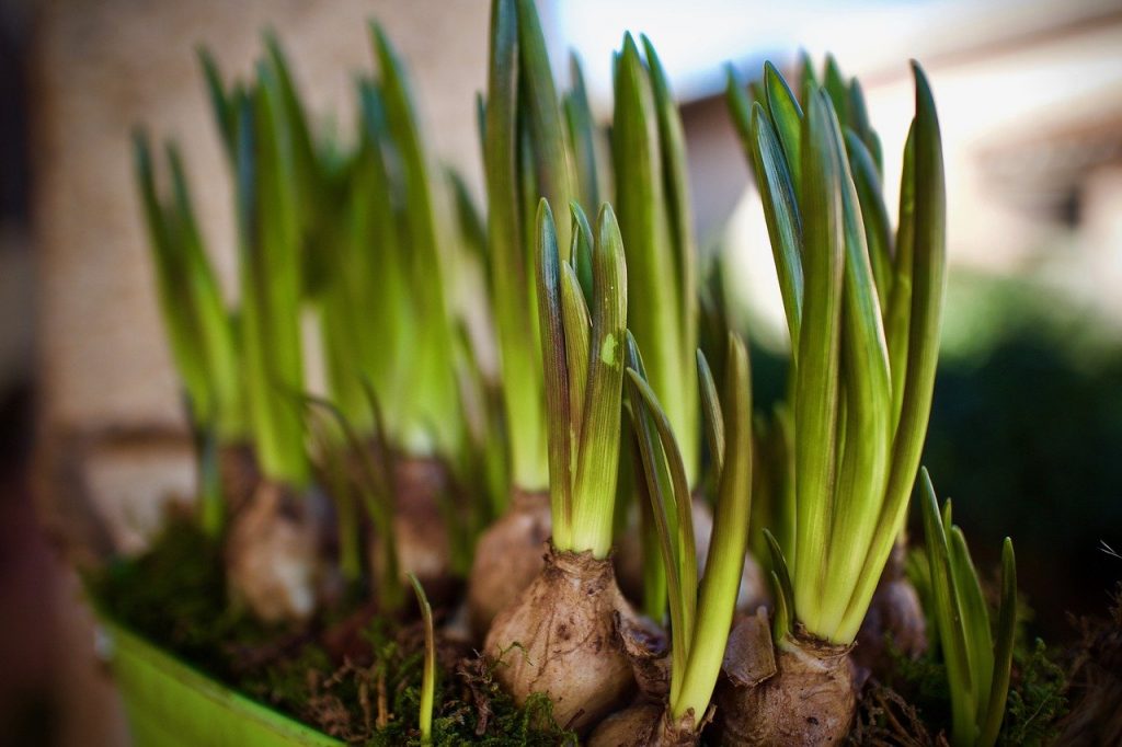 Bulb fibre is a specialist houseplant compost for flowering bulbs grown indoors.