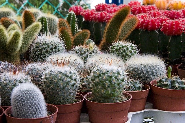 Cacti and succulents enjoy a free draining, slightly acidic houseplant compost.