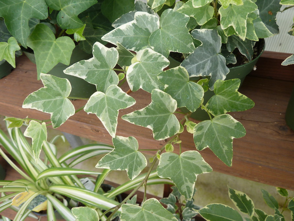 Ivies make excellent houseplants for low light conditions.