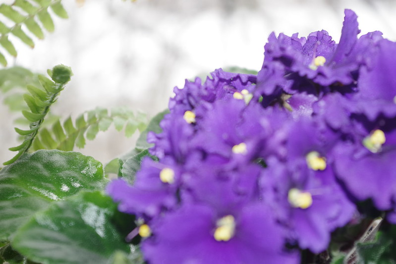 Flowering houseplants, like African Violets, perform better with the correct houseplant compost.