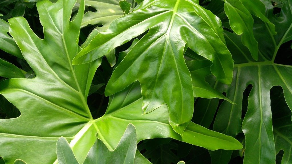 Philodendrons have attractive foliage in a range of shapes and sizes.