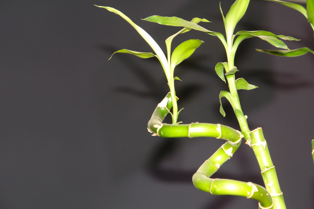 Lucky Bamboo Dracaena sanderiana will grow in soil or hydroponics.