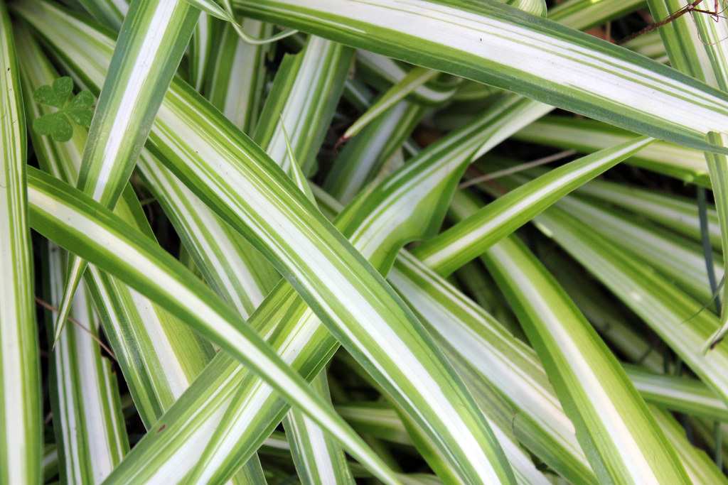 Spider Plant - an easy care houseplant for low light conditions