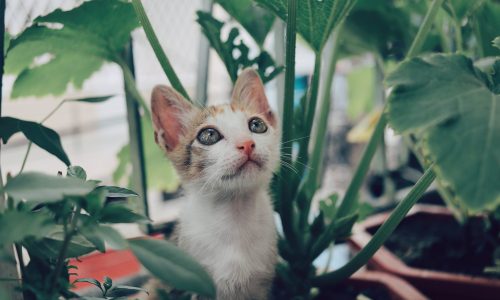 Choosing houseplants that are safe for pets