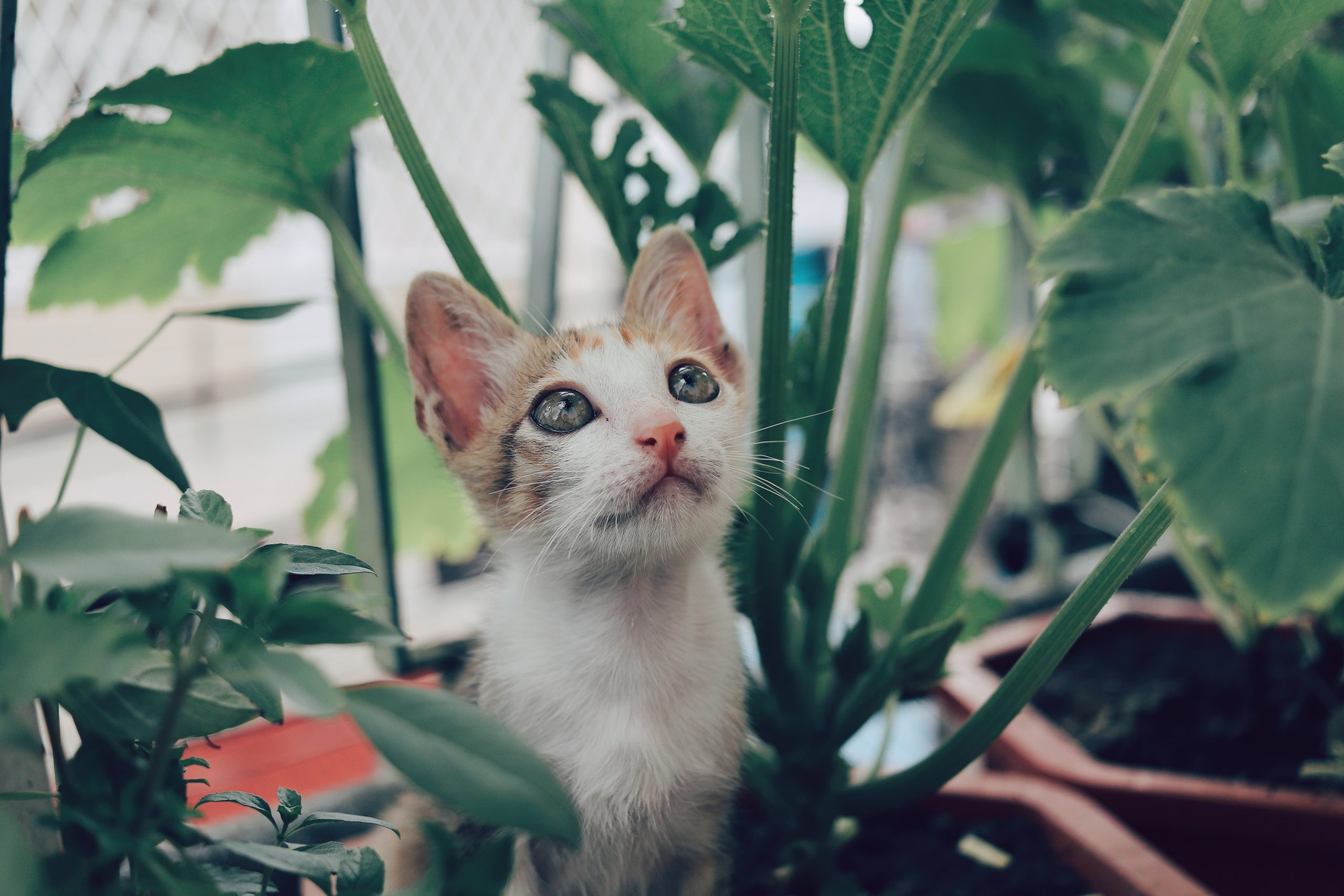Cat amongst indoor plants