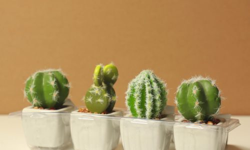 Growing Cacti indoors: How to Create a Beautiful and Low-Maintenance Indoor Garden