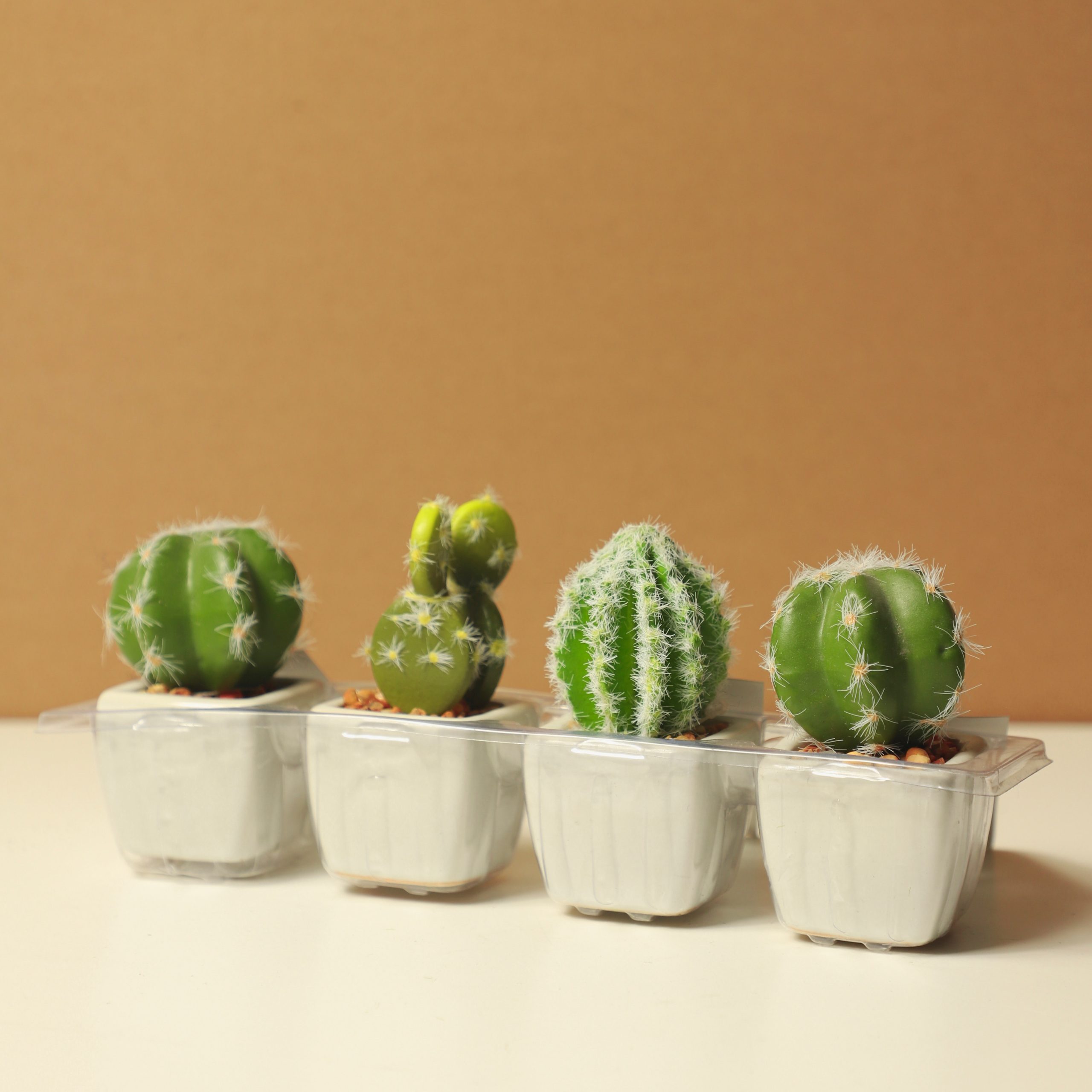 Growing cacti indoors